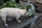 How curious, there's a bag of greens that look to be picked from the garden sitting here on the wall.  Why wasn't it brought to the kitchen where Chef Pierre is cooking away for Martha's dinner party tonight?