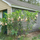Angel Trumpets3.jpg