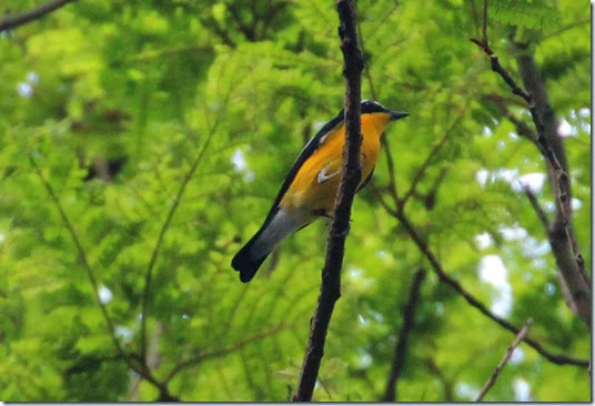 yellow rump flycatcher (2) yellow rump flycatcher (2)