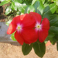 View album