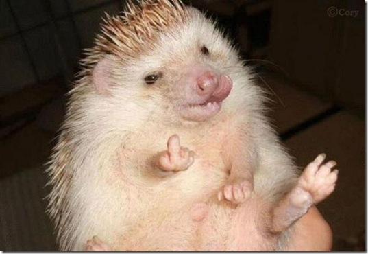 viral-picdump-pics-25