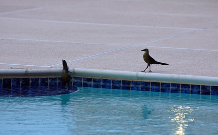 Grackles at pool