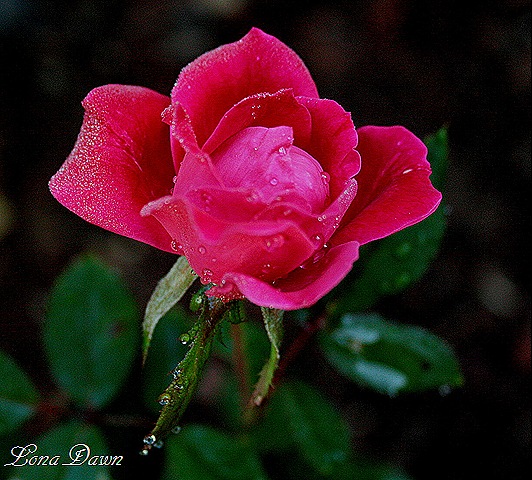 [Knockout_DewDrops%255B10%255D.jpg]