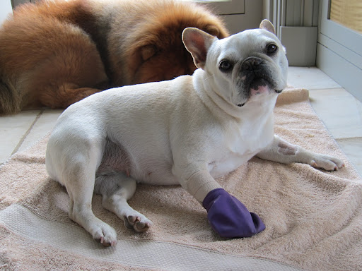 Don't worry, Franny.  I've got it covered!  Haven't you noticed my purple paw?