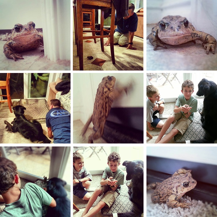 toad toad
