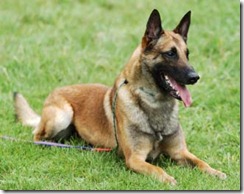 Pastor Belga Malinois