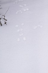 _MG_7651 pbl