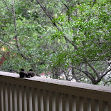 IMG_6115.JPG