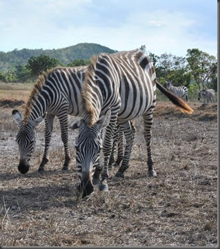zebra Calauit Safari park