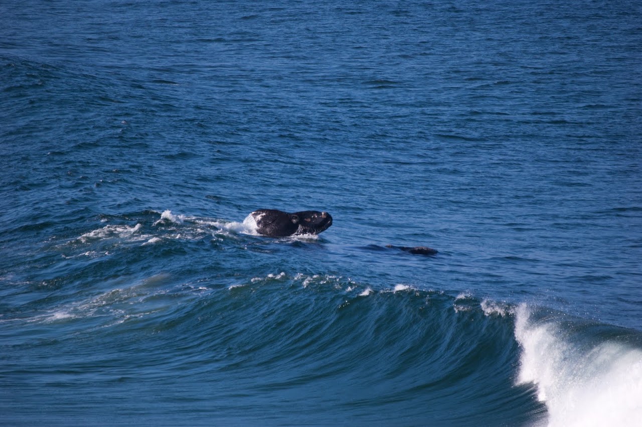 Whales at Plettenberg Bay