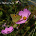 Pieridae%25252c%252520colias%252520fieldii%25252c%252520dark%252520clouded%252520yellow