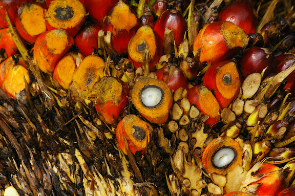 Fruits du palmier à huile. Sukau, 12 août 2011. Photo : J.-M. Gayman