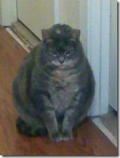 Chloe - Cropped