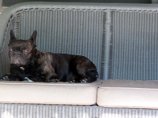 Ahhh!  Another glorious day in Maine.  Martha most likely will want to go for a hike.