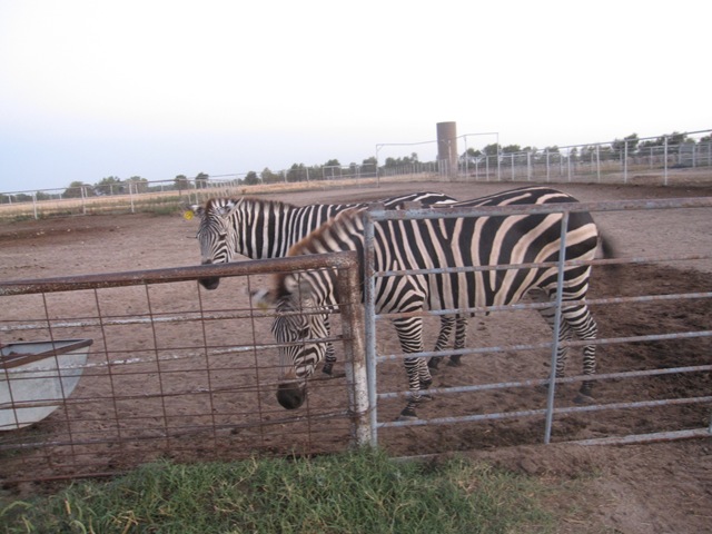 [IMG_8623%255B2%255D.jpg]