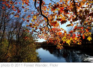 'Fall tree branch leaves along river' photo (c) 2011, Forest Wander - license: http://creativecommons.org/licenses/by-sa/2.0/