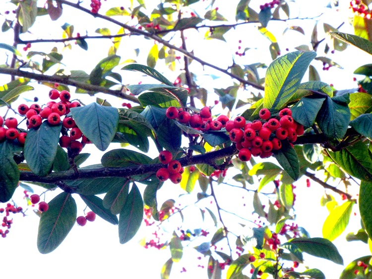 berry red berry red
