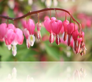 bloemen in de tuin 005