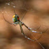 Venusta%252520orchard%252520spider