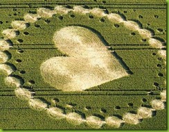 coraz&oacute;n campos de trigo