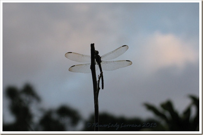 01-20-dragonfly