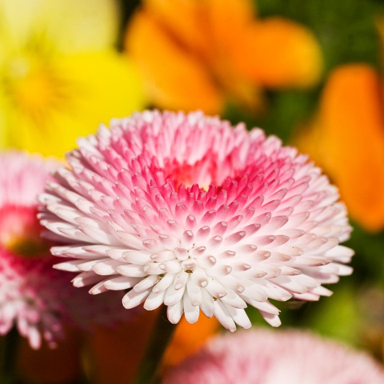 [Bellis%255B3%255D.jpg]