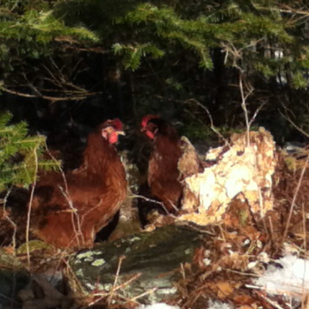 Road island red chicken