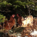 Road island red chicken