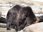 denver_zoo