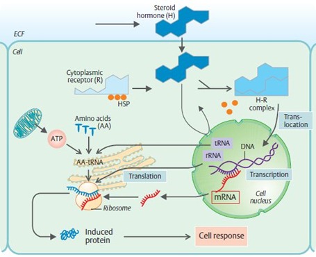 Molecular mechanisms of steroid hormone action