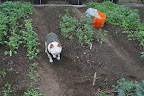 Ryan, here's an empty bed for planting more spinach.  We want to have plenty to last all winter.