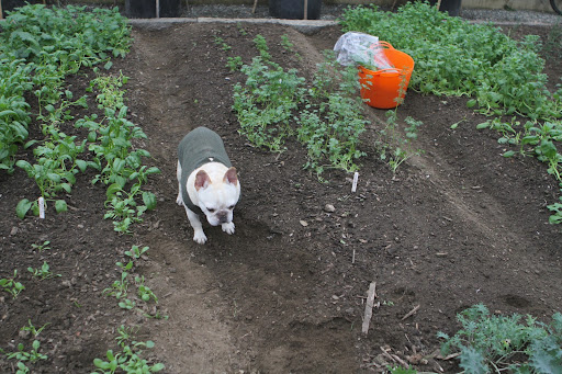 Ryan, here's an empty bed for planting more spinach.  We want to have plenty to last all winter.