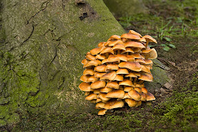 Sheathed Woodtuft by John Powell EFIAP DPAGB BPE4 Sheathed Woodtuft by John Powell EFIAP DPAGB BPE4