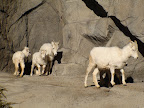 denver_zoo