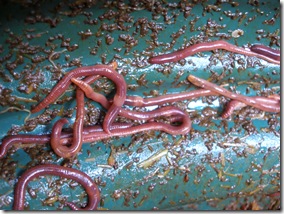 worms in a compost bin, brandlings, red worms