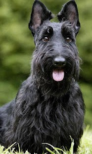 How to mod Scottish Terriers Wallpapers patch 1.0 apk for pc