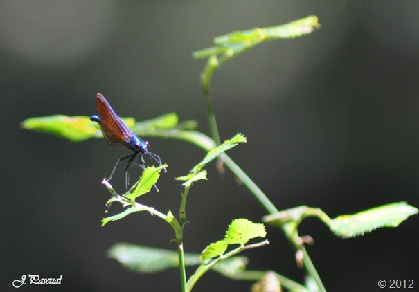 DSC_0184 DSC_0184