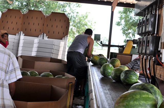 [watermelons%252011%25200705%2520%252837%2529%255B4%255D.jpg]