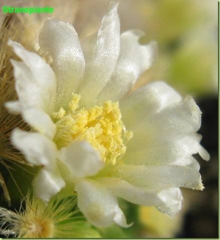 fiore irregolare Mammillaria carmenae