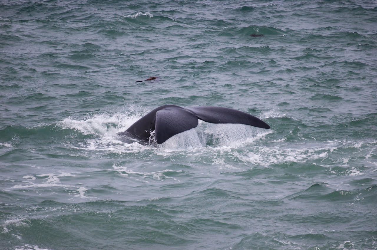 Whale watching in Hermanus