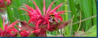 monarda with bee