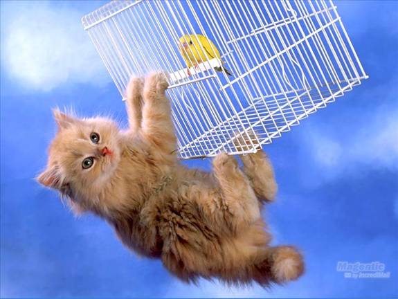 Image Dimension: 512x385 :: I am love these Cats I am love these Cats