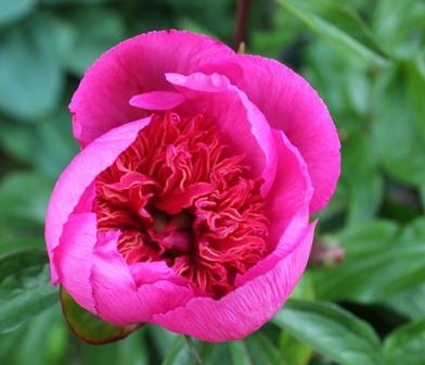 [Raspberry%2520Rose%25207.6.12%2520-%2520web%255B4%255D.jpg]