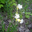 wildflowers 015.JPG