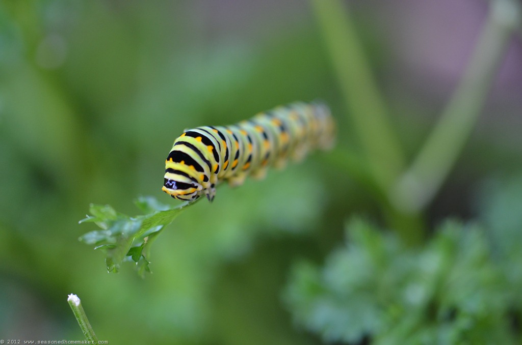 [DSC_25395.jpg]