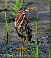 Green Heron- juv- D7K_0637 July 24, 2011NIKON D7000