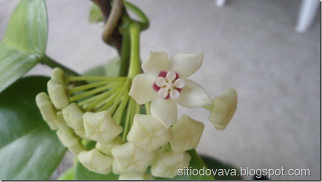 Hoya carnosa Hoya carnosa