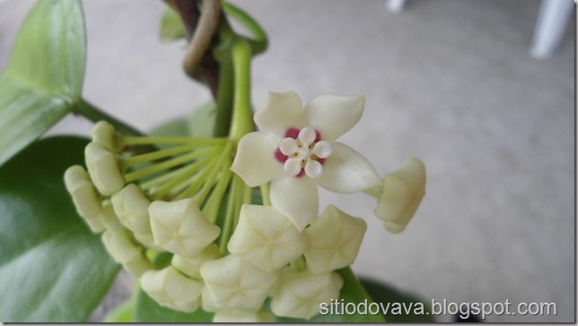 Hoya carnosa