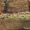 Rezerwat "Śnieżycowy Jar" dsc07028.jpg