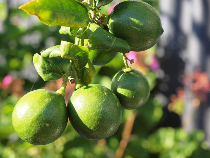 lemons